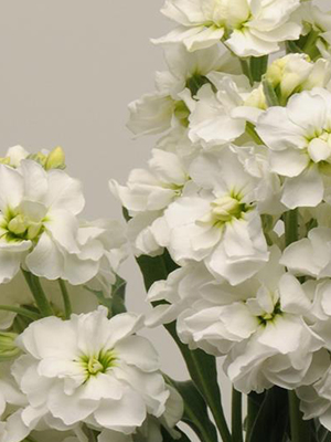 MATTHIOLA Katz White